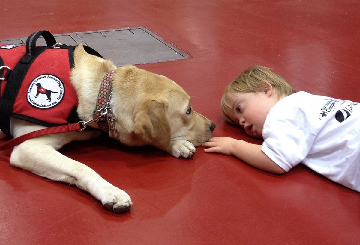 Why You Shouldn't Pet Service Animals