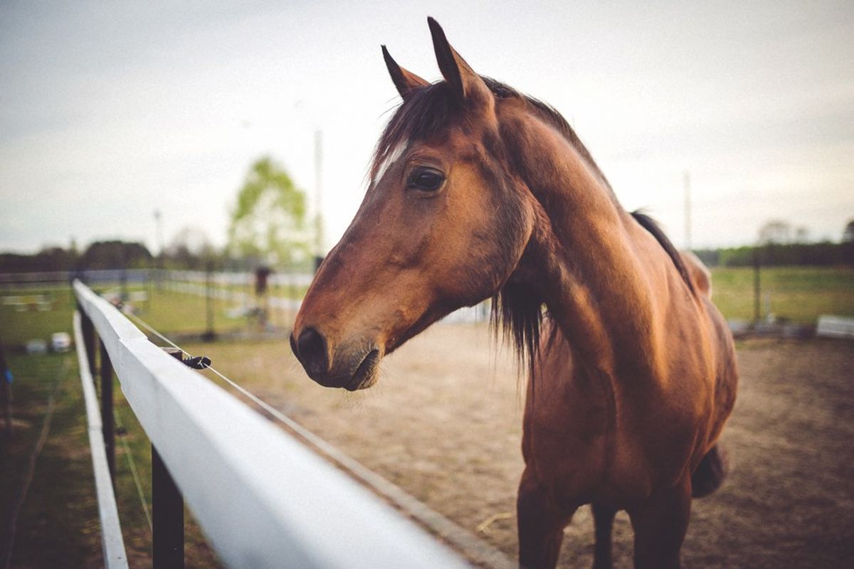 Psychology and Equine