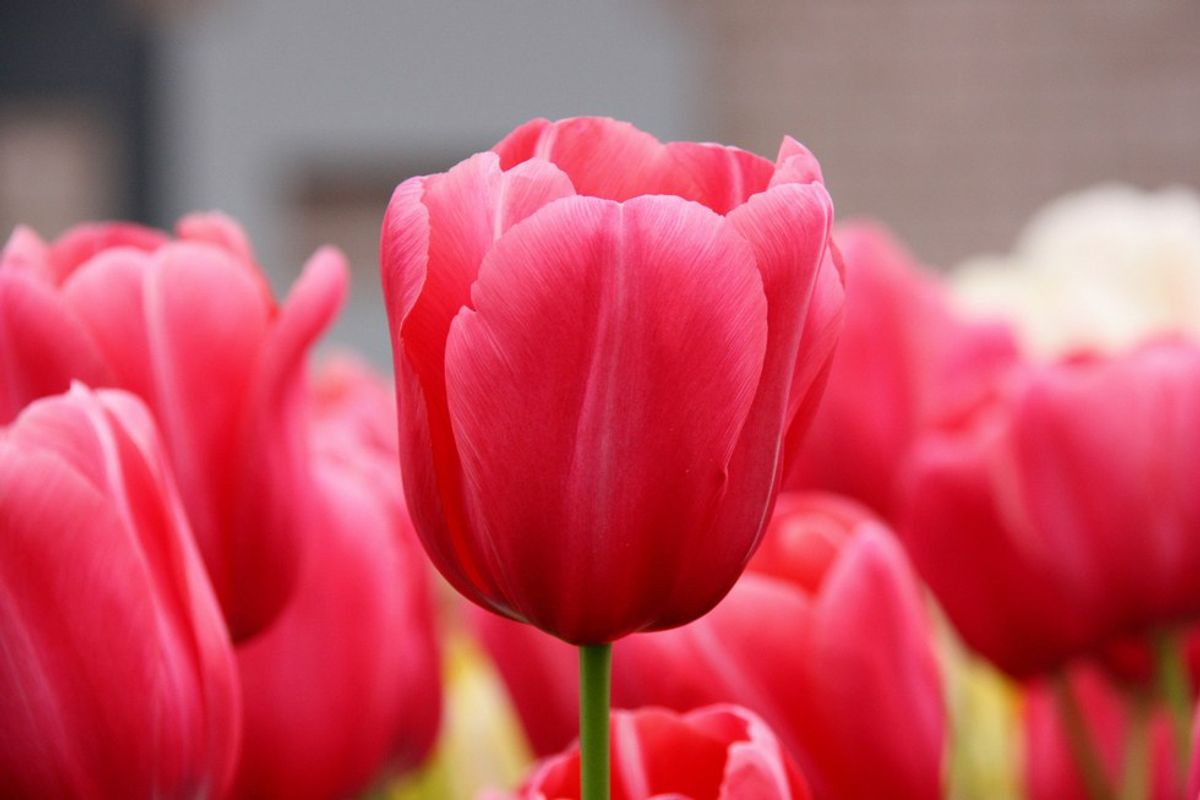 Life Is A Tulip