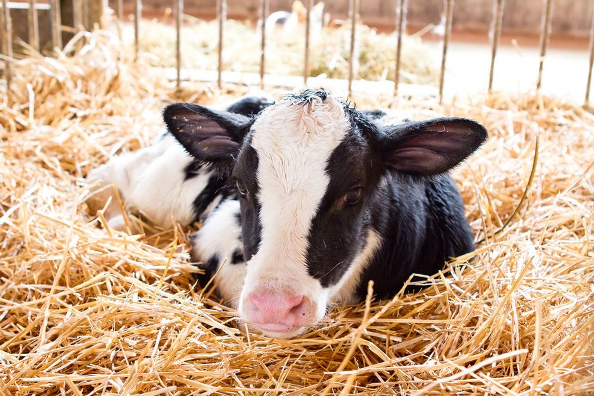 11 Baby Calves That Will Melt Your Heart