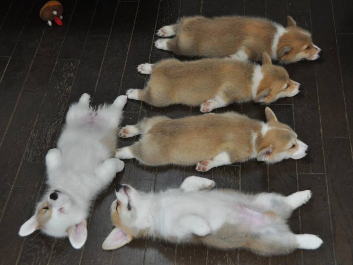 10 Cute Corgis To Brighten Up Your Day