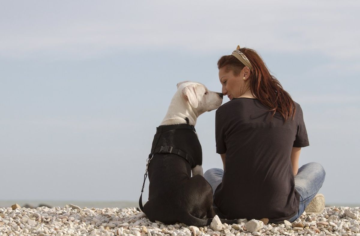 5 Facts About Service Dogs You Want To Know