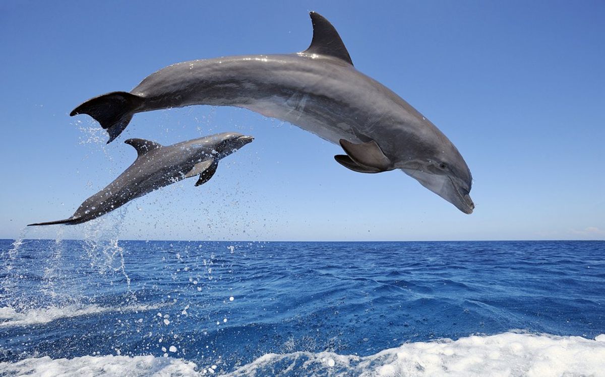 The Dolphins Of Taiji Need Your Help!