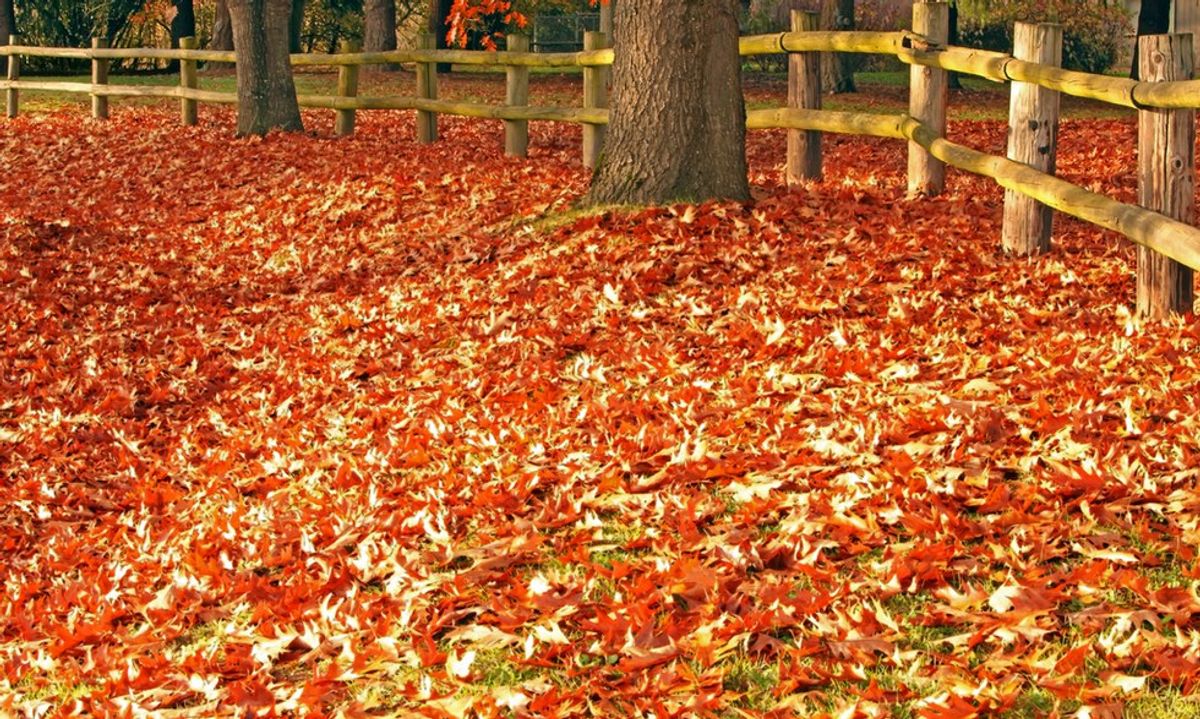 Why Fall Is The Reason For The Season