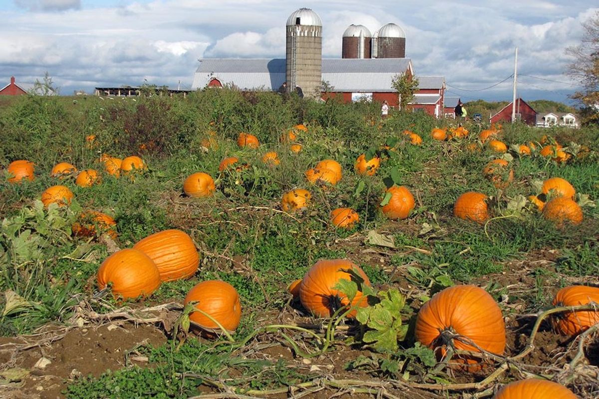 7 Things To Do On Long Island This Fall