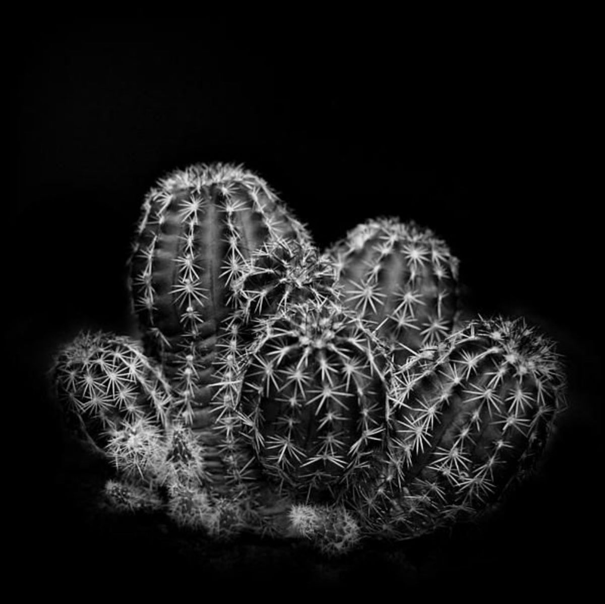 For Sale: Rare Blushing Cactus