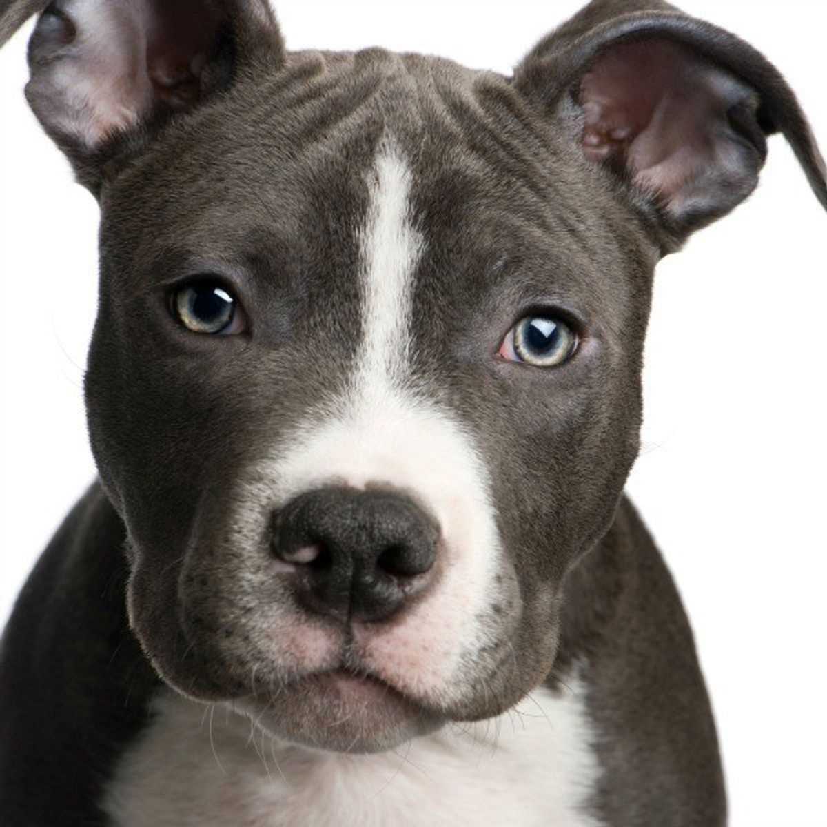 Montreal Bans Pit Bull Breed
