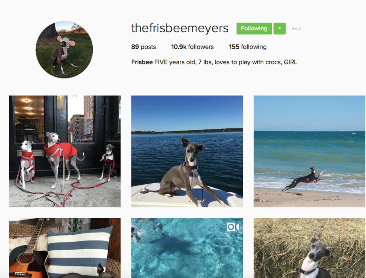 8 Animal Accounts You Should Be Following On Instagram