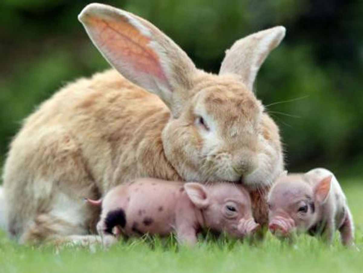 12 Adorable Photos Of Teacup Pigs