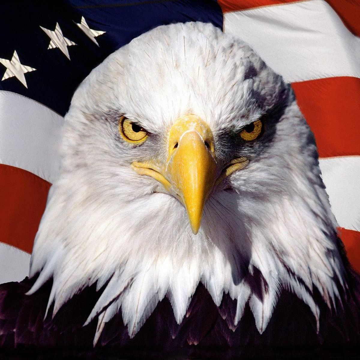 Proud To Be An American: The Patriotic Debate