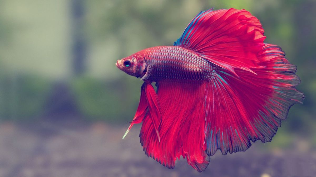 5 Reasons Why Having a Pet Betta Fish is Great!