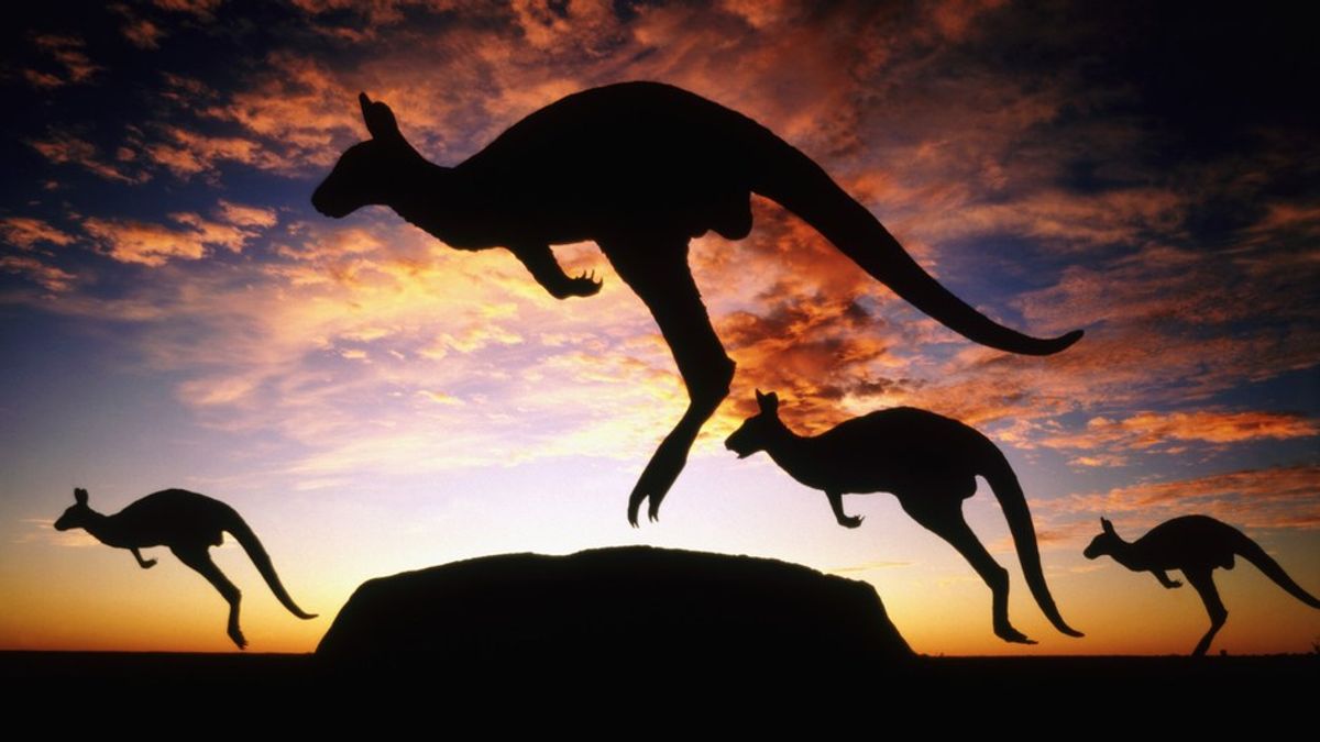 Ecological Literary Review On Grey Kangaroos