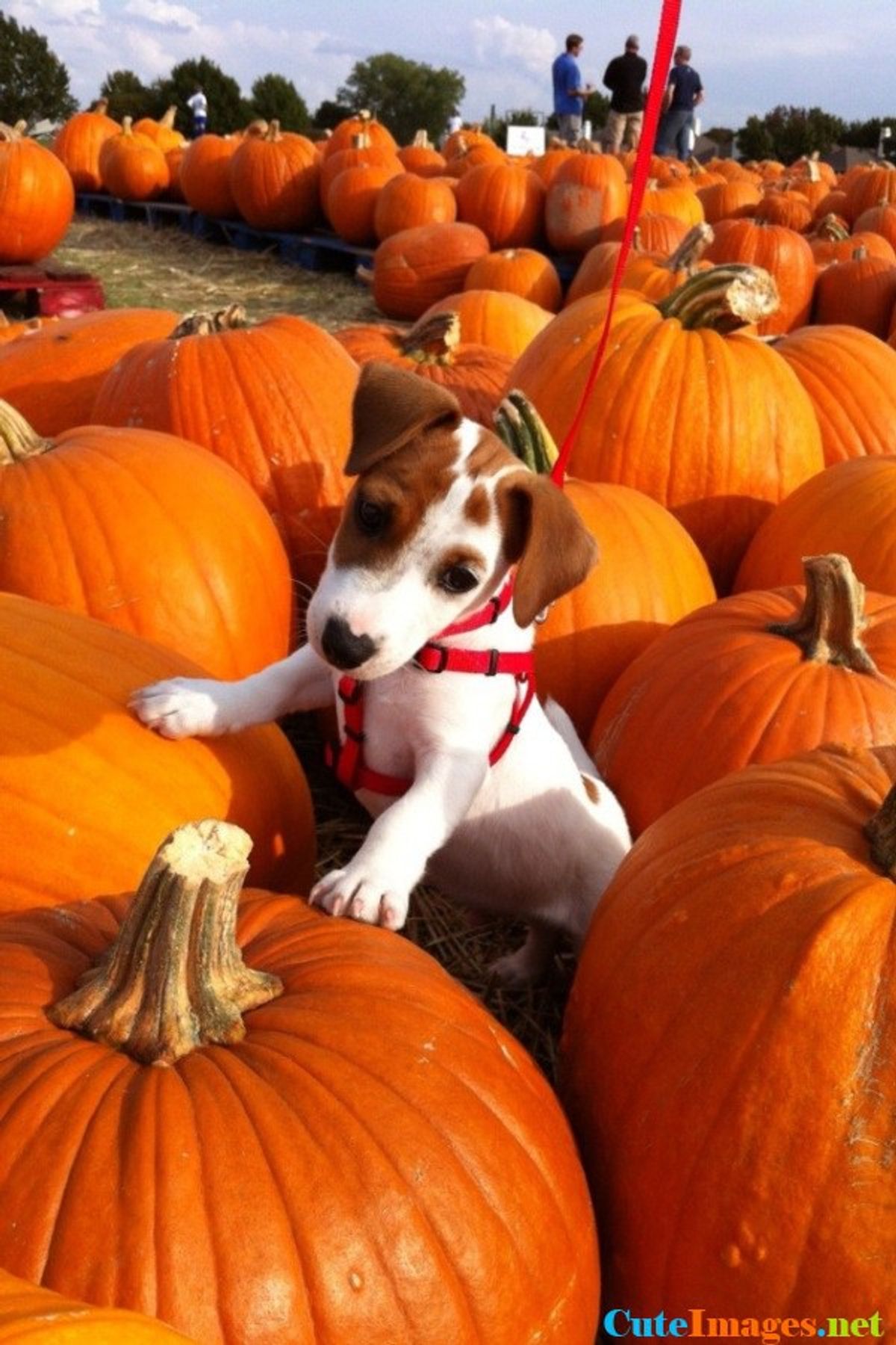 Ten Great Things About October (featuring Dogs)
