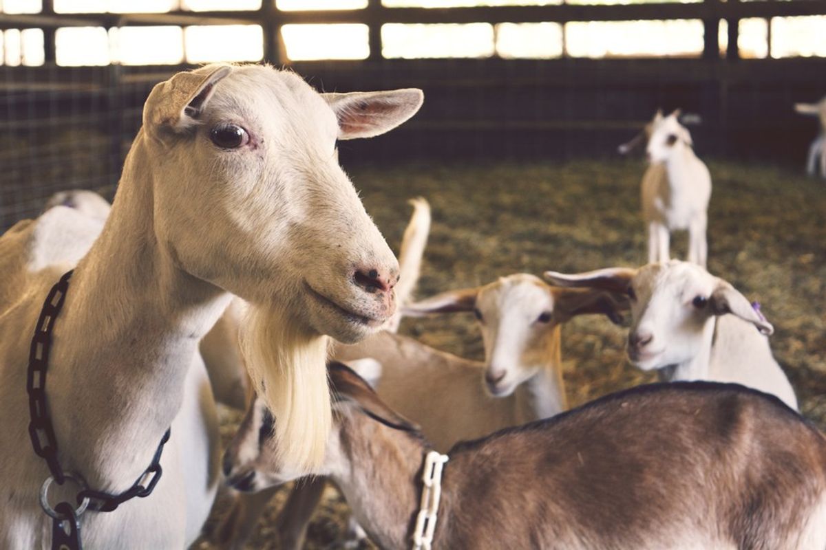 Selection 1: Goats