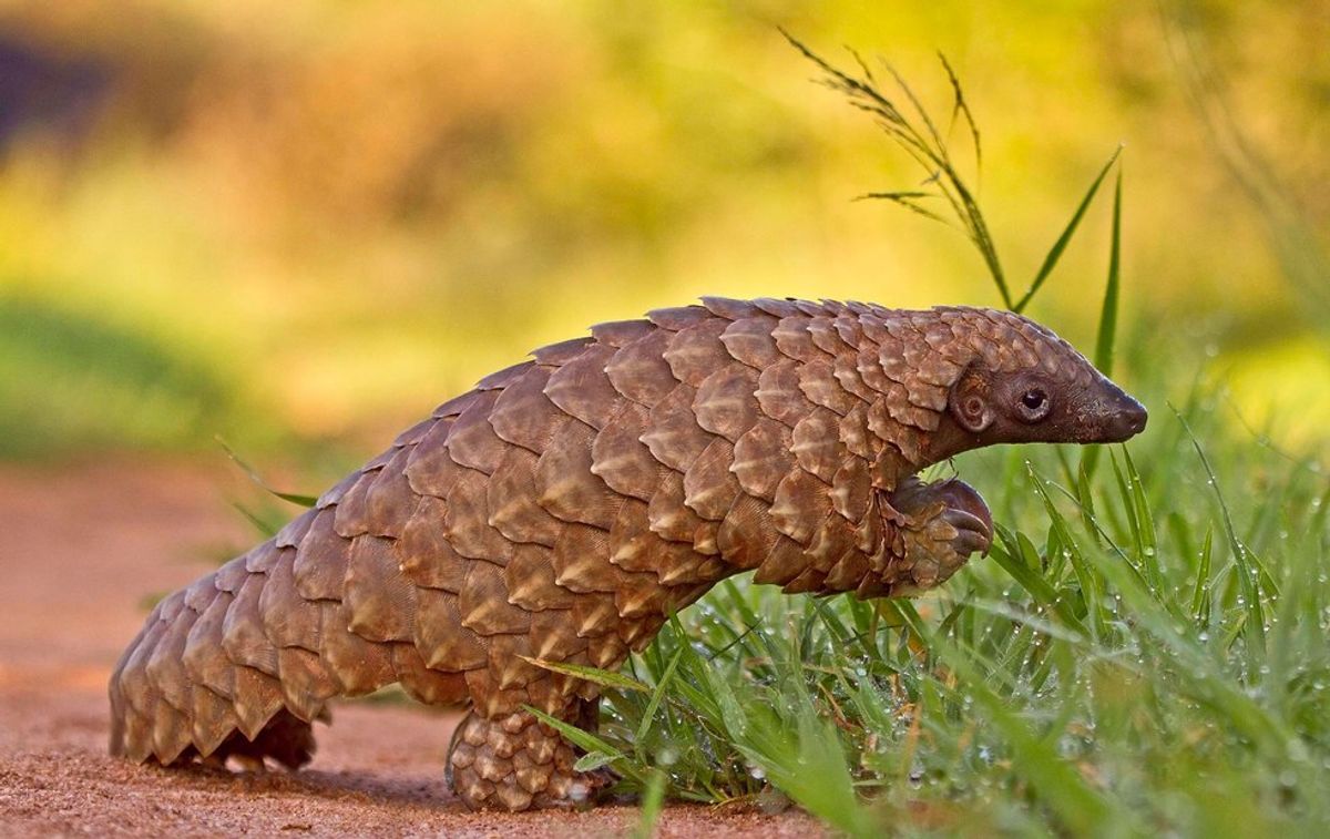 Everything You Should Know about the Pangolin