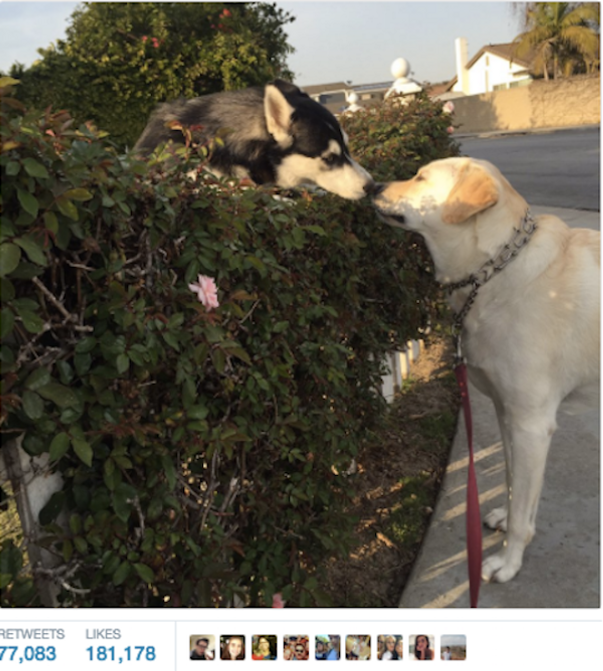 Today In Twitter Virality: 2 Dogs Kissing