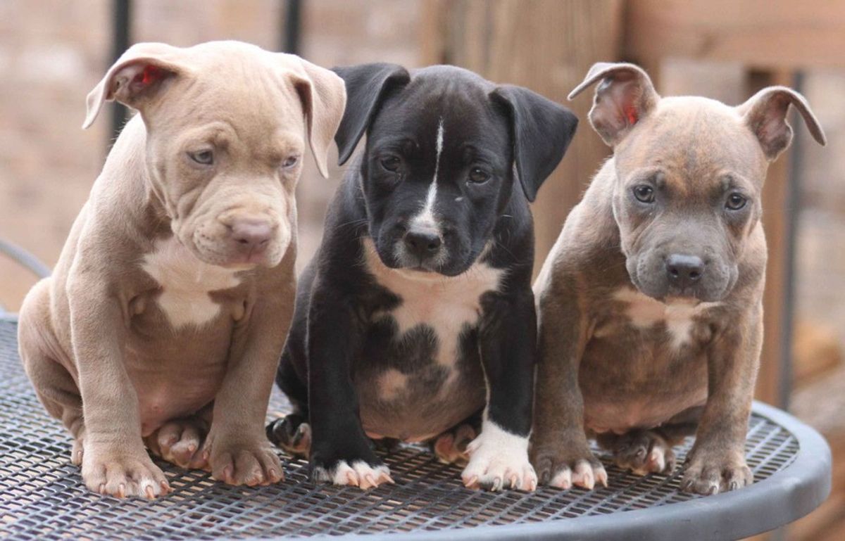 What You Need To Know About Montreal's Pit Bull Ban (And Its Shocking Reversal)