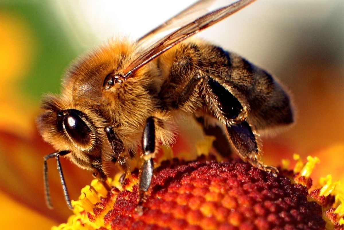 SCAD Mascot Put on Endangered Species List:  Bees’ Creative Influence on Art, Health and Humanity