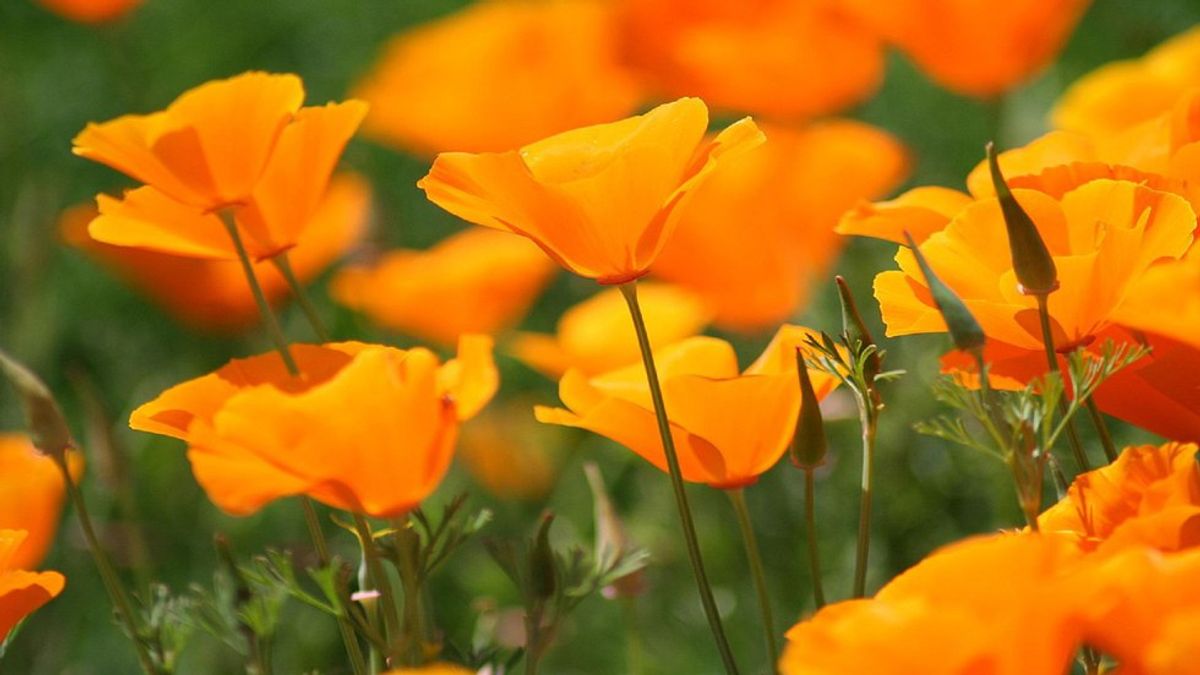 The Orange Bloom: A Patch Of Poppies With Life Lessons
