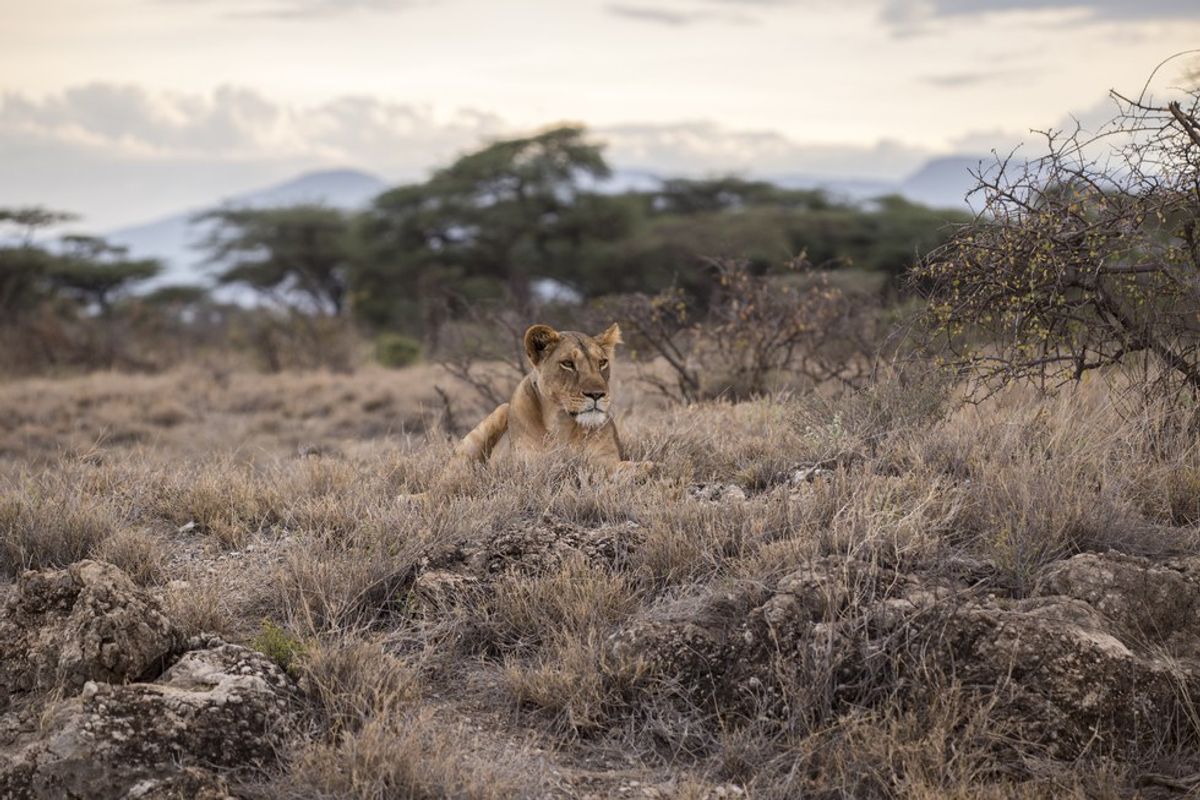 Why You Should Donate To The African Wildlife Foundation