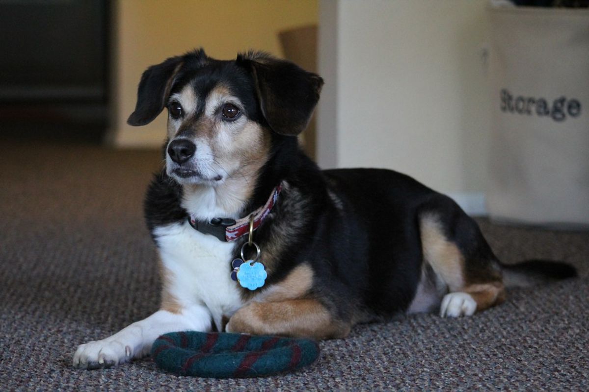 The Truth About Owning A Dog In College The Odyssey Online