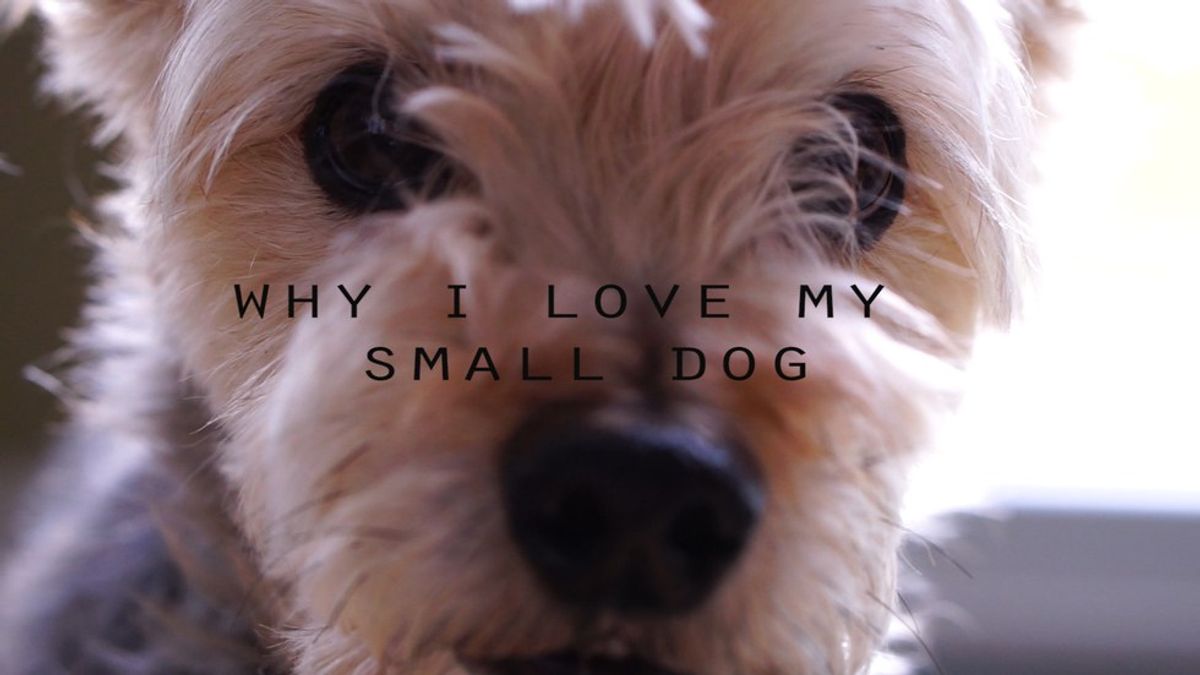Why I Love My Small Dog
