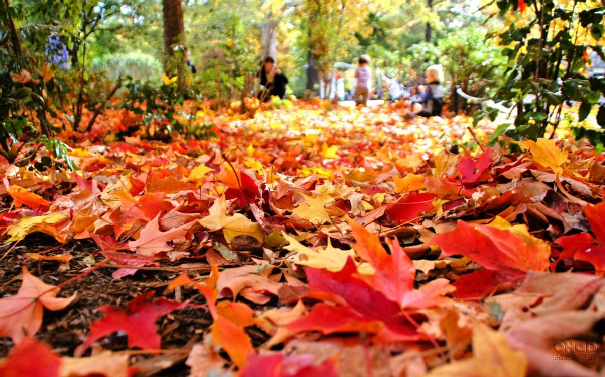 The Top 25 Best Things About Fall in Shelton, Connecticut