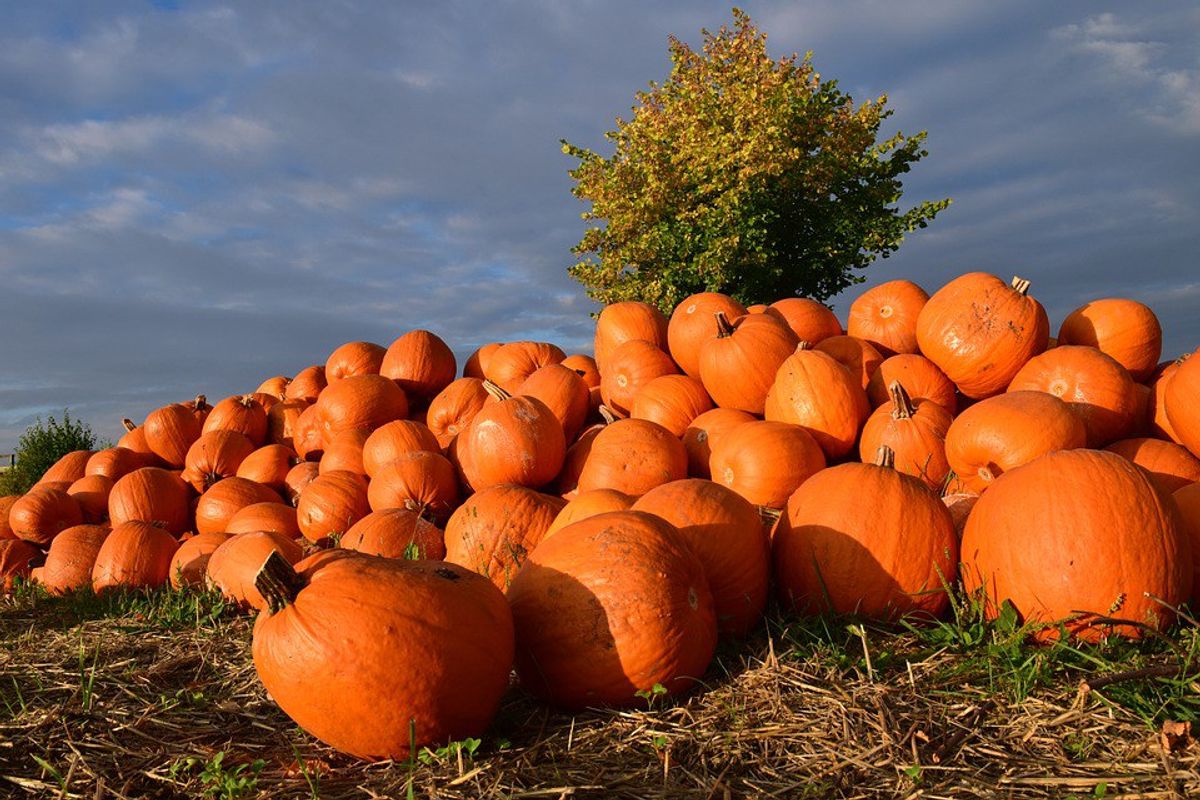 The Top 5 Best Types Of Pumpkins