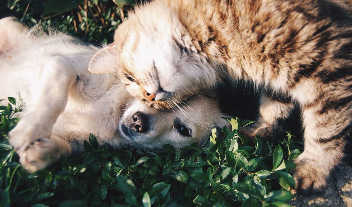 6 Reasons Why Animal Lovers Are The Best
