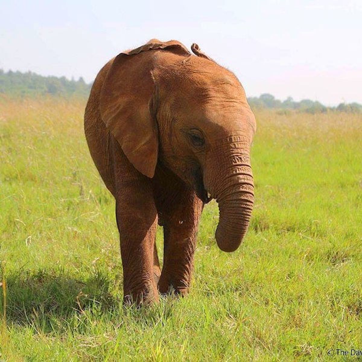 A Voice For The Elephants