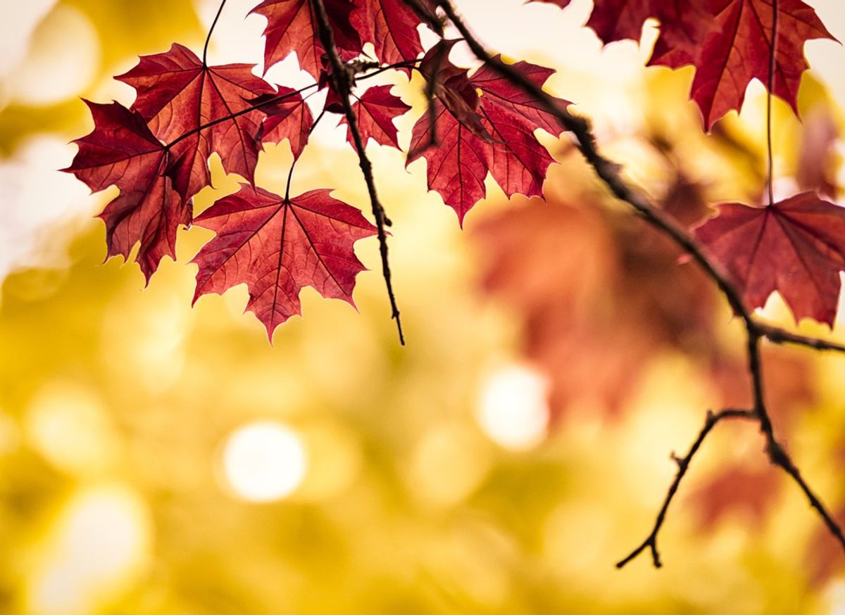 5 Things To Do During Fall