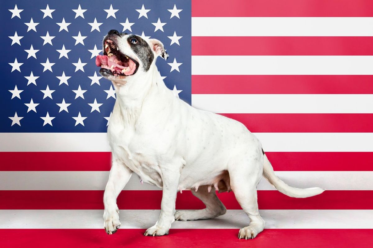 12 Reasons Why My Dog Would Make A Better President Than Trump Or Hillary
