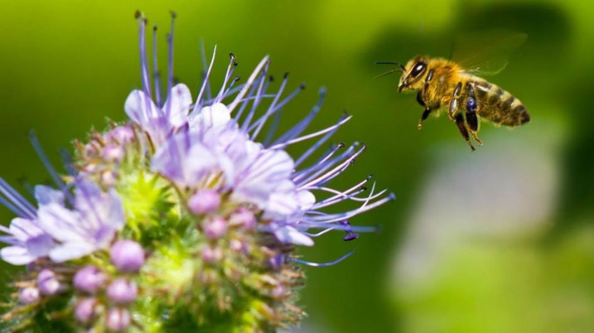 The Honey Bee: Why Do They Keep Disappearing?