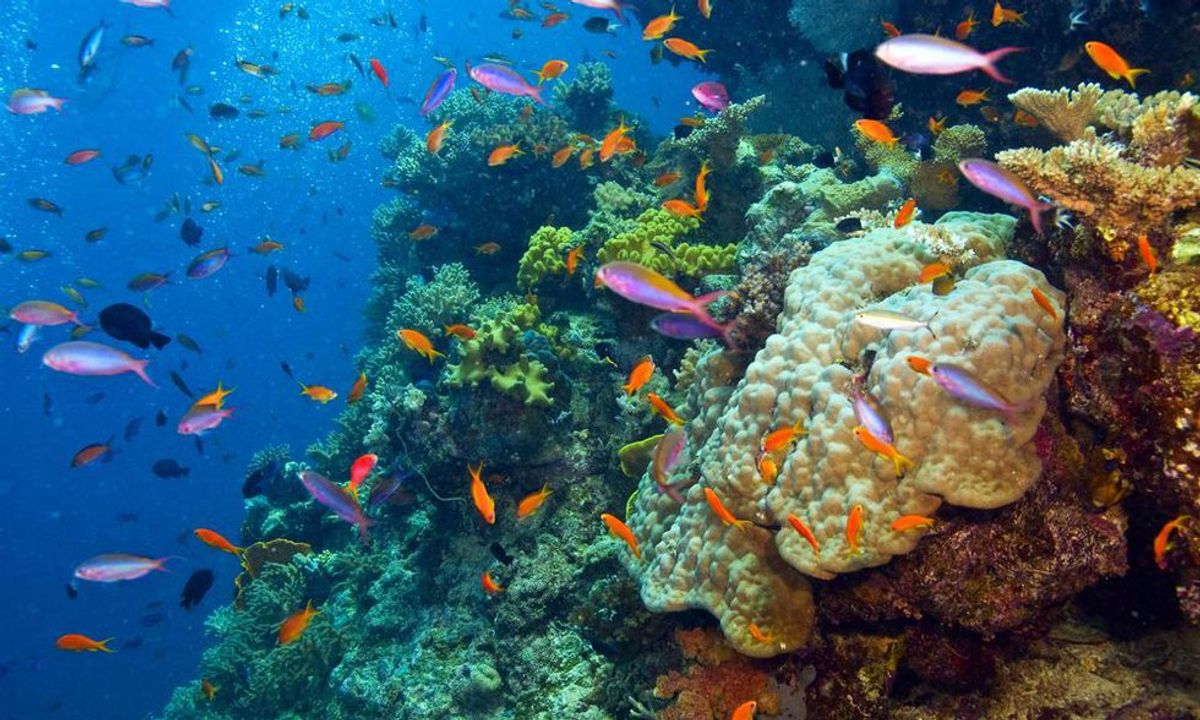 PSA: The Great Barrier Reef Is NOT Dead