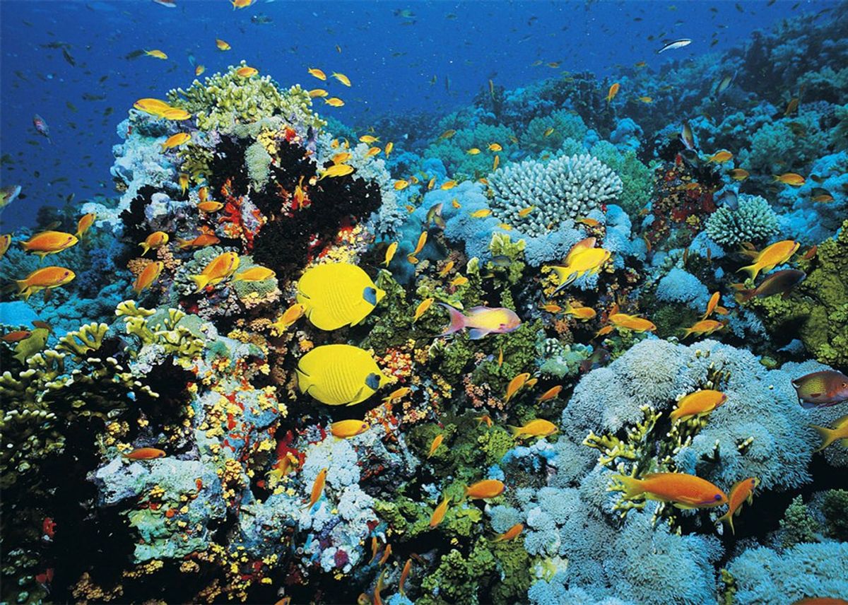 The Great Barrier Reef Is Dead