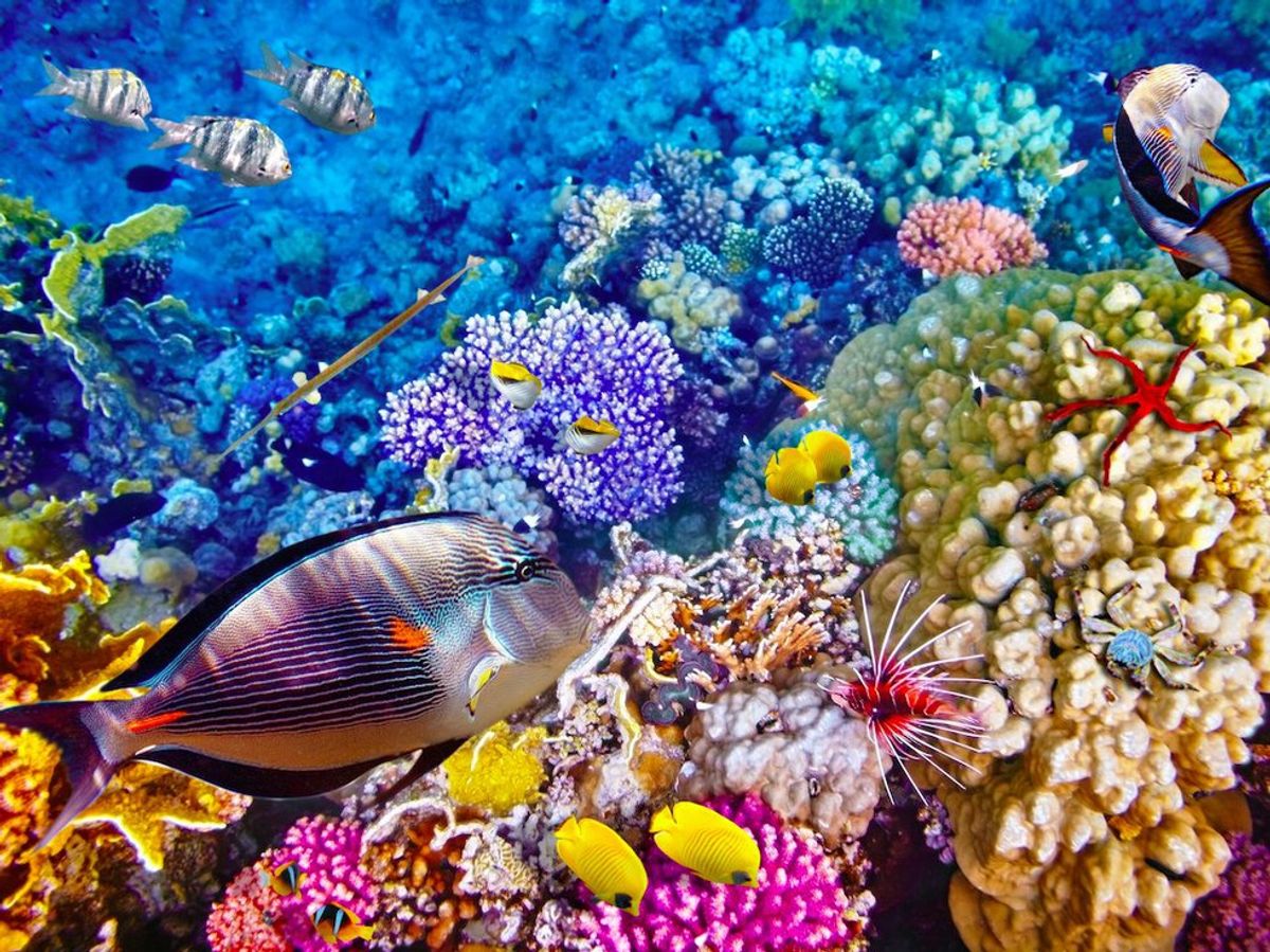 The Great Barrier Reef Isn't Actually Dead Yet