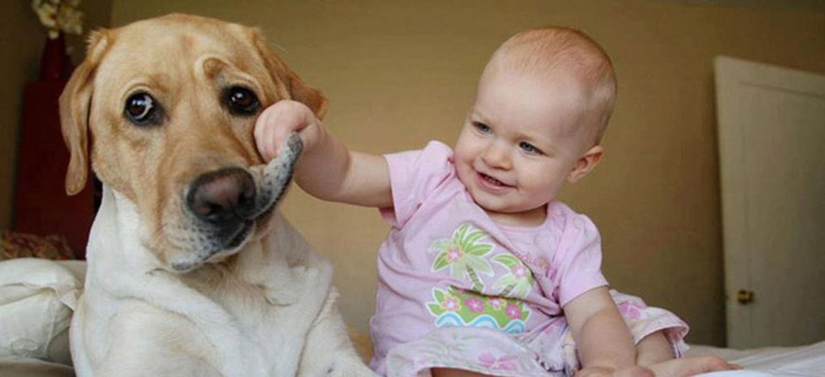10 Reasons Why Having A Dog Is Better Than Having A Kid