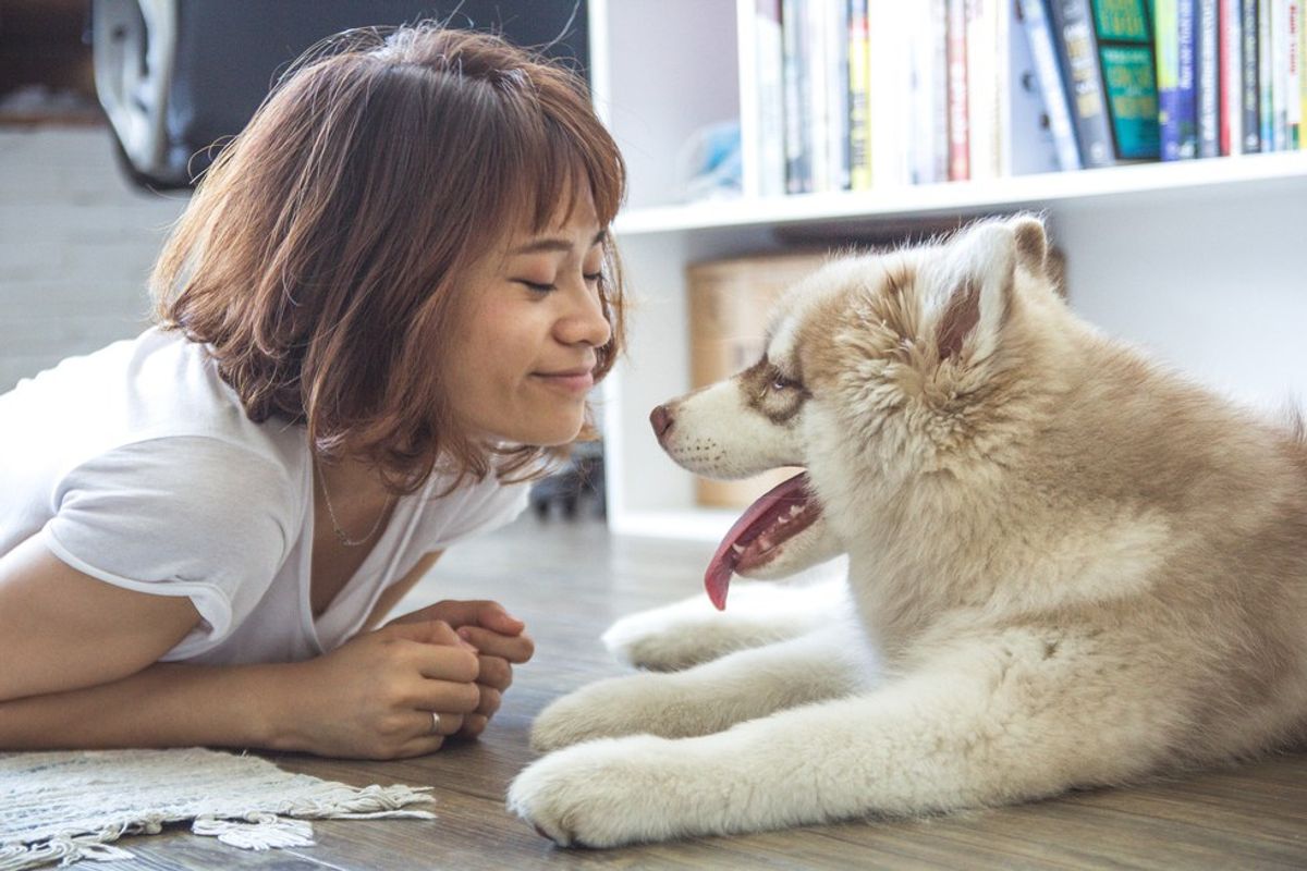 When You're Away From Your Dog: 6 Ways Not to Die