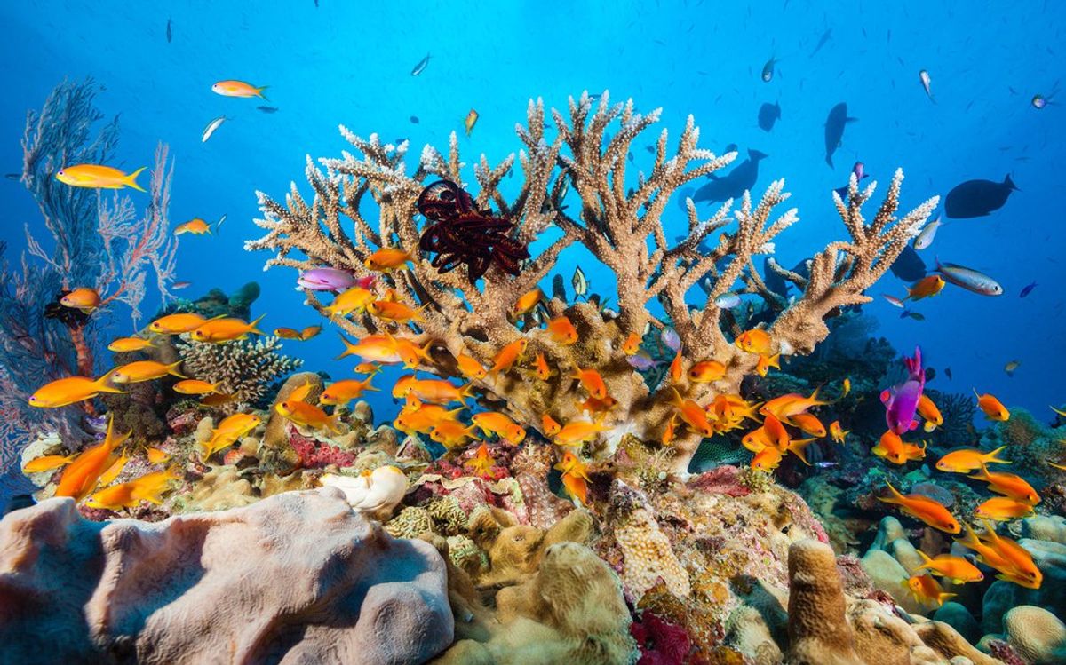 You Can Be A Solution To Saving Coral Reefs