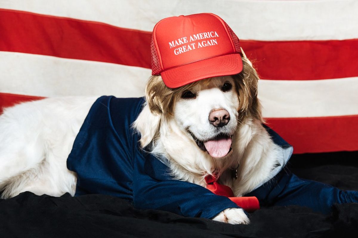 Study Finds Trump To Win In A Landslide If Dogs Given Right To Vote