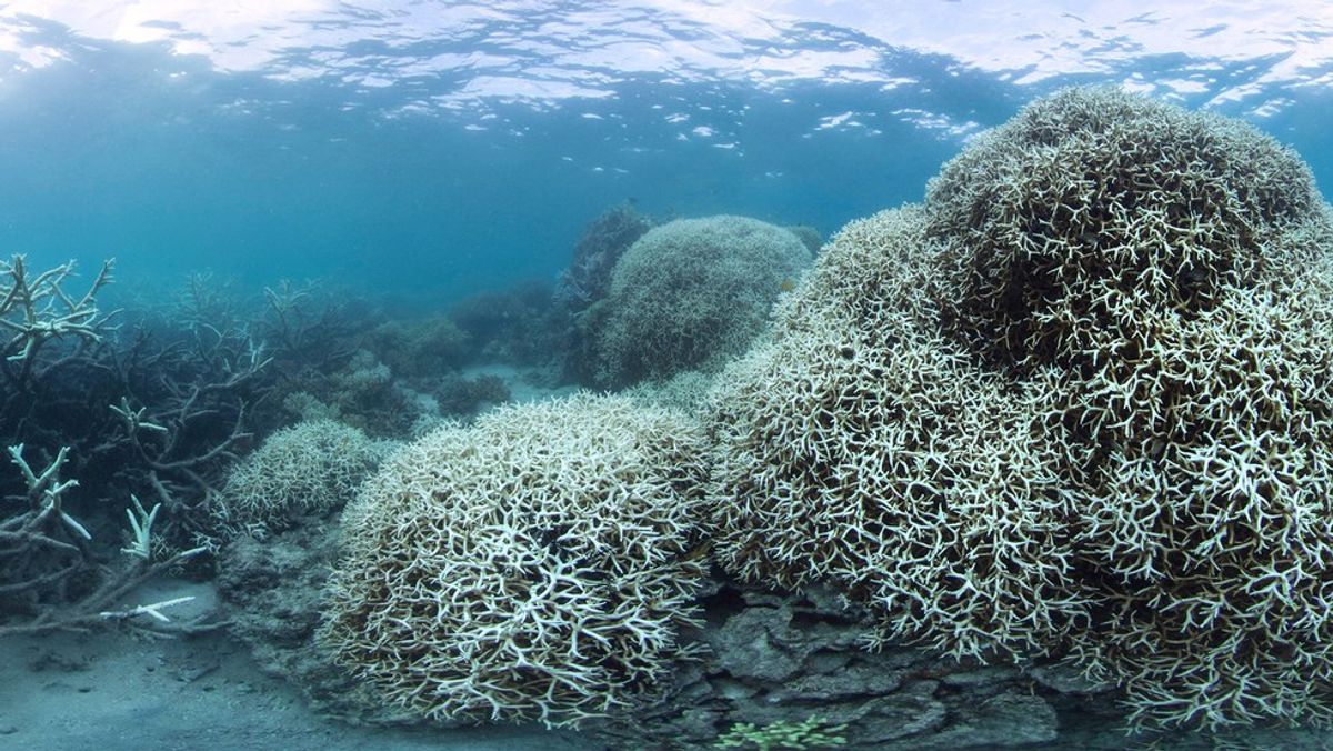 The Great Barrier Reef Isn't Actually Dead