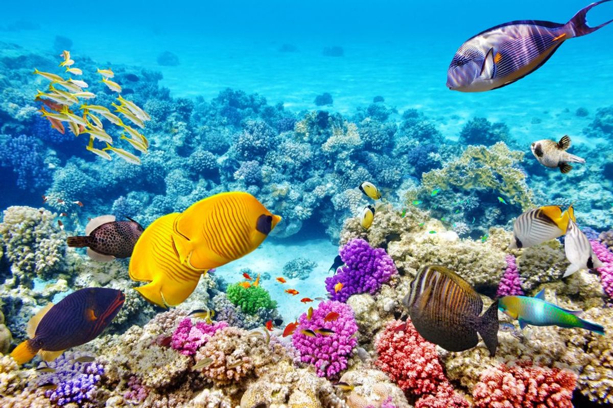 The Great Barrier Reef Isn't Actually Dead, But We Still Need To Protect What's Alive