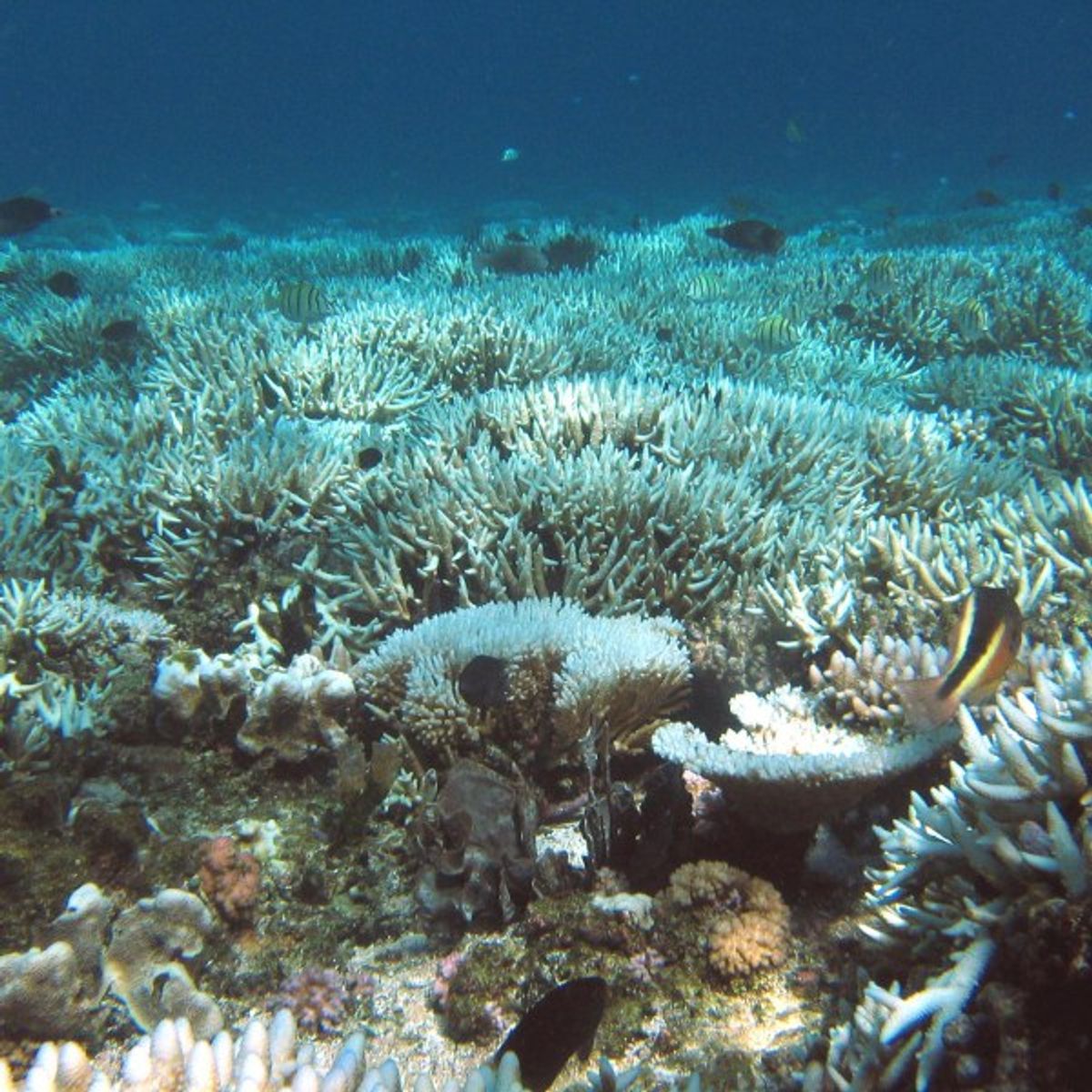 The Great Barrier Reef Has NOT 'Passed Away'