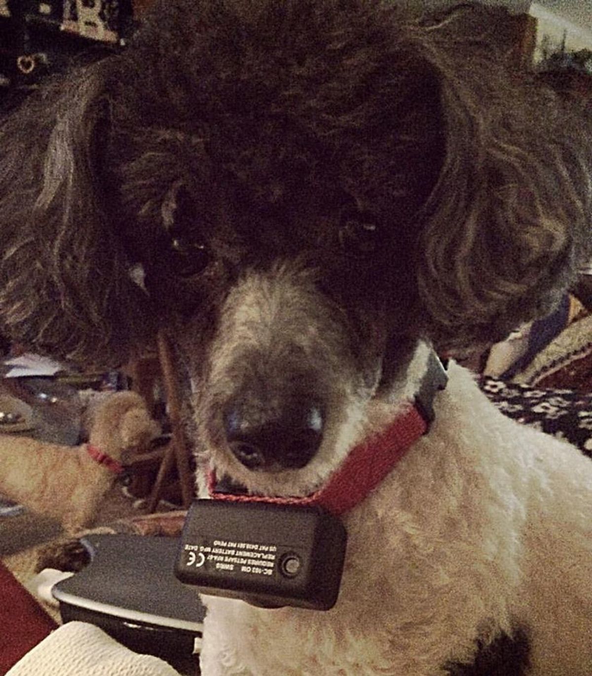 12 Things That Make Poodles So Awesome