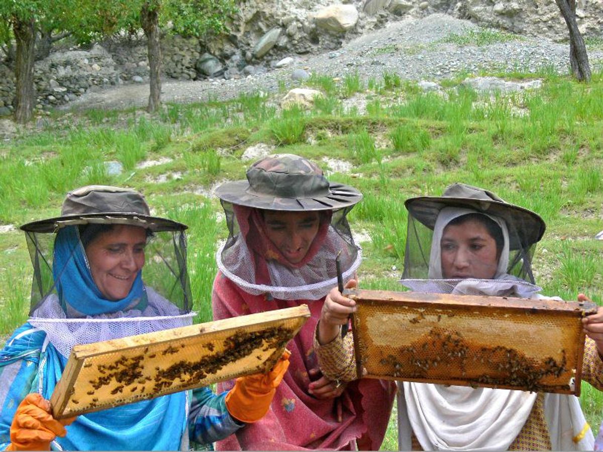 How Honeybees Can Help Save Pakistan