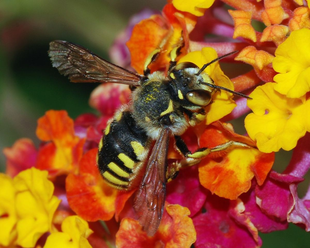 Newsflash: Bees Added To List Of Endangered Species In United States