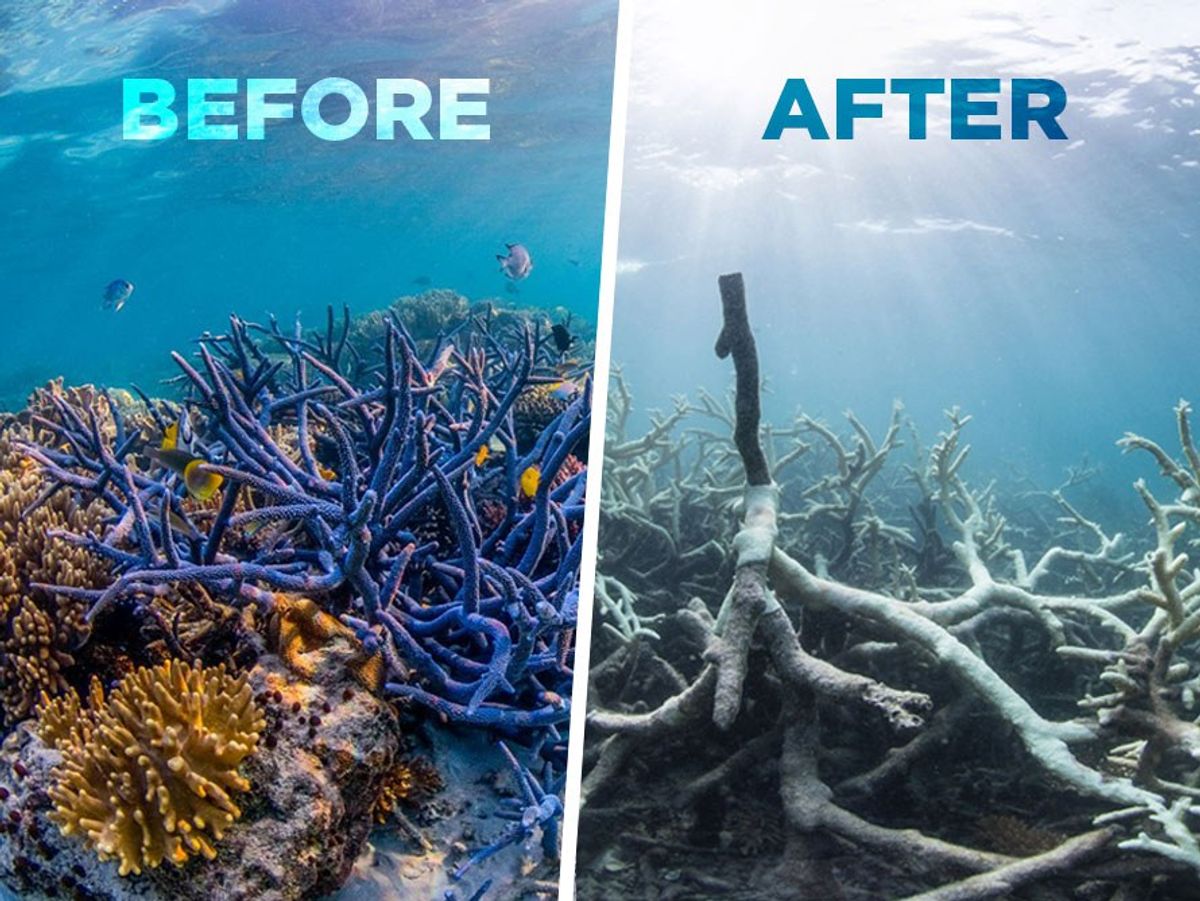 The Great Barrier Reef Is Dead