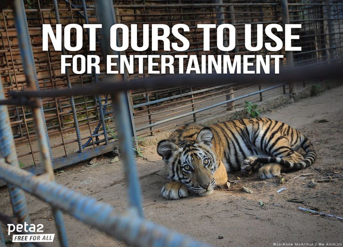Why The Zoo Industry Needs To Be Stopped