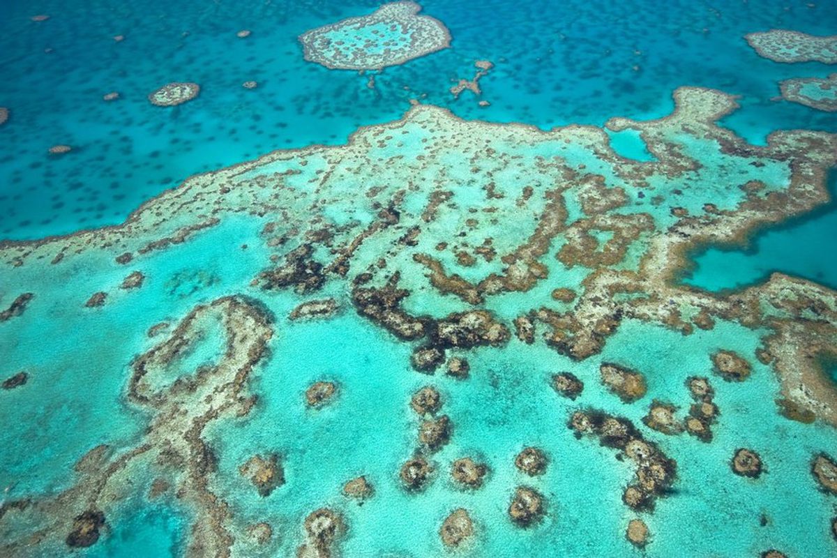 Australia's Great Barrier Reef Is Dying But Not Yet Dead