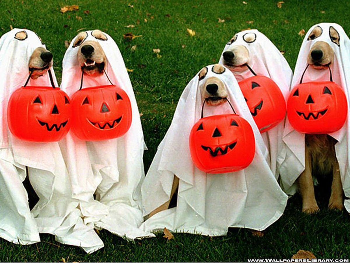 10 Halloween Costumes You Need To Get Your Pet